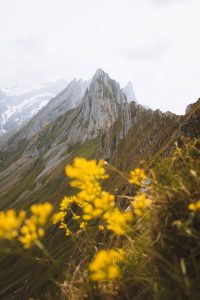 A mountain range with yellow flowers in the foreground